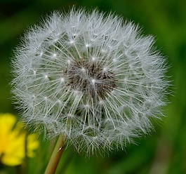 蒲公英,花,鮮花