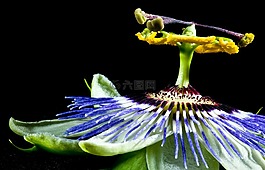 百香果,花,热带水果