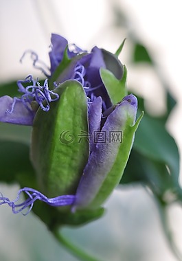 紫羅蘭,花,景色