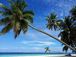 马尔代夫,棕榈,海滩