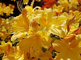 鮮花,春,杜鵑花