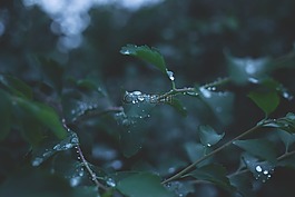 模糊,特寫(xiě),露水