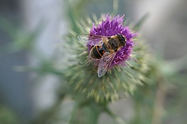 蜜蜂,昆蟲,動物