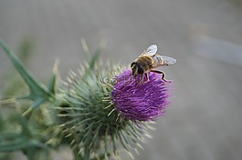 蜜蜂,昆蟲,開花