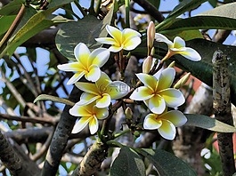 雞蛋花,花,黃色