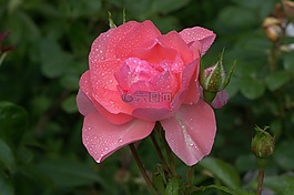 玫瑰,開花,粉紅色的玫瑰