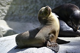 羅貝,海豹寶寶,動物園