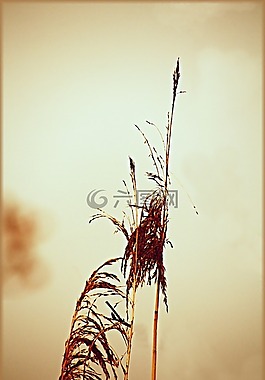 草,湖,性質(zhì)