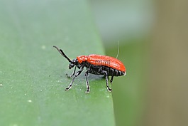 百合雞,葉甲蟲,criocerinae