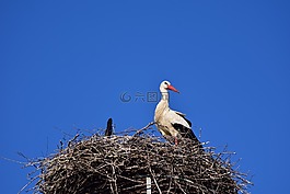 鹳,storchennest,鸟