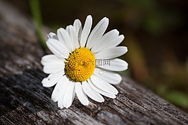 雛菊,夏天,野花