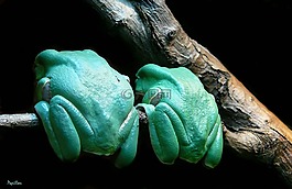 青蛙,關(guān)閉,兩棲動物