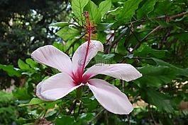 花,花園