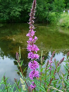 花,性質(zhì),開花