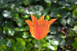 花,郁金香,橙色
