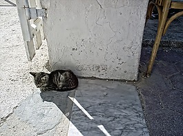 貓,灰色,甜