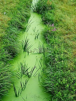 綠色,草,性質(zhì)
