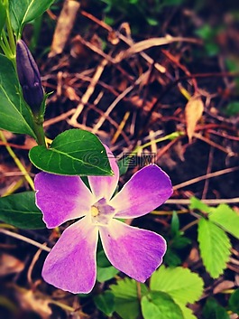 花,性質(zhì),花園