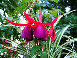 花,宏,花園