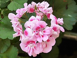 花,geraneo