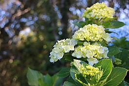 花,鮮花,性質(zhì)