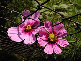 花,宏,花園