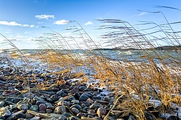 海,里德,海灘