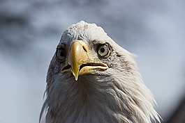 鳥,鷹,捕食鳥