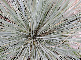 工廠,性質(zhì),植物群
