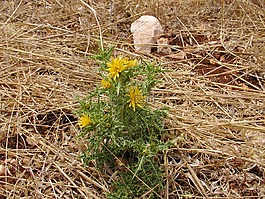 薊,性質(zhì),刺
