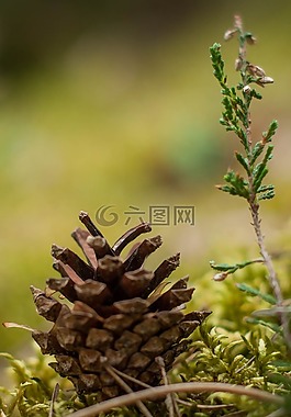 松,木材,泡沫