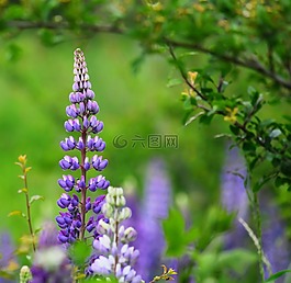 鮮花,花,性質(zhì)