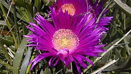 鮮花,紫色,春