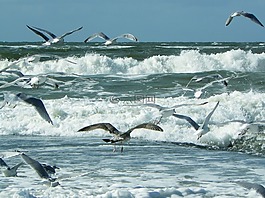 海,海灘,波