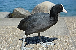 鳥,黑色,白