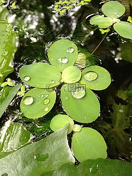 綠色,植物,自然