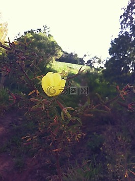 性質(zhì),花卉,植物