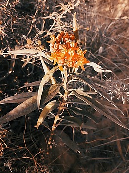 性質(zhì),花卉,植物