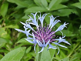 花,藍(lán)莓,紫