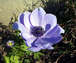 花,春天,紫色