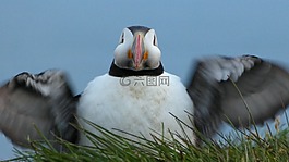 海雀,鳥,翼