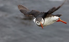 海雀,鳥,翼