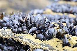 bluemussel,康沃尔郡,动物群