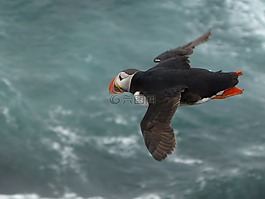 海雀,鳥,翼