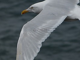 海鷗,鳥,飛行