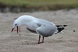海鷗,鳥,海