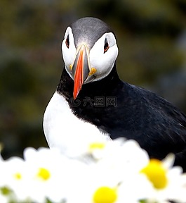 海雀,鳥,花嘴