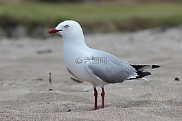 海鷗,鳥,海