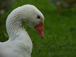 鵝,鳥嘴,頸部