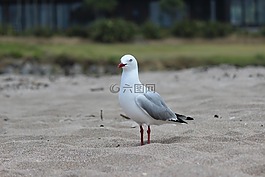 海鷗,鳥,海